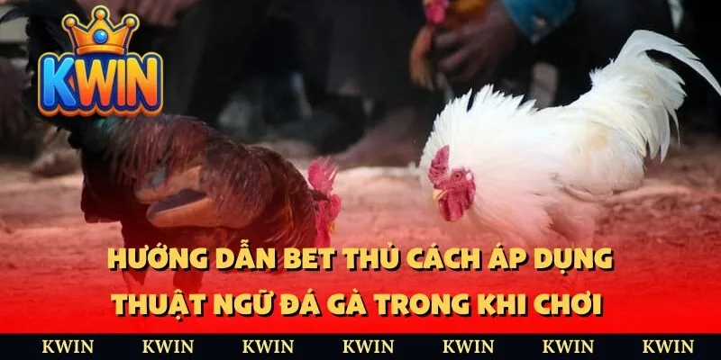 Hướng dẫn bet thủ cách áp dụng thuật ngữ đá gà trong khi chơi 